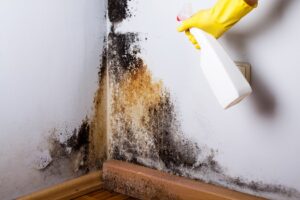 Black mold in the corner of room wall. Preparation for mold removal.