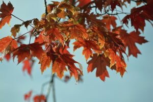 Fall Leaves on Blue Sky